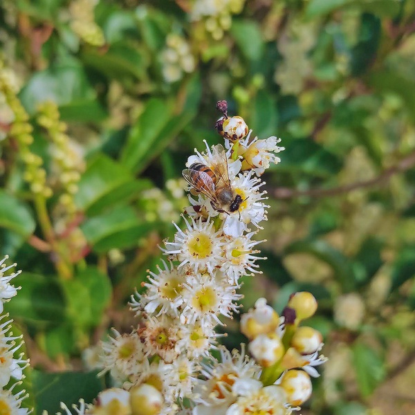 Pollinators on the endemic flora of the Azores