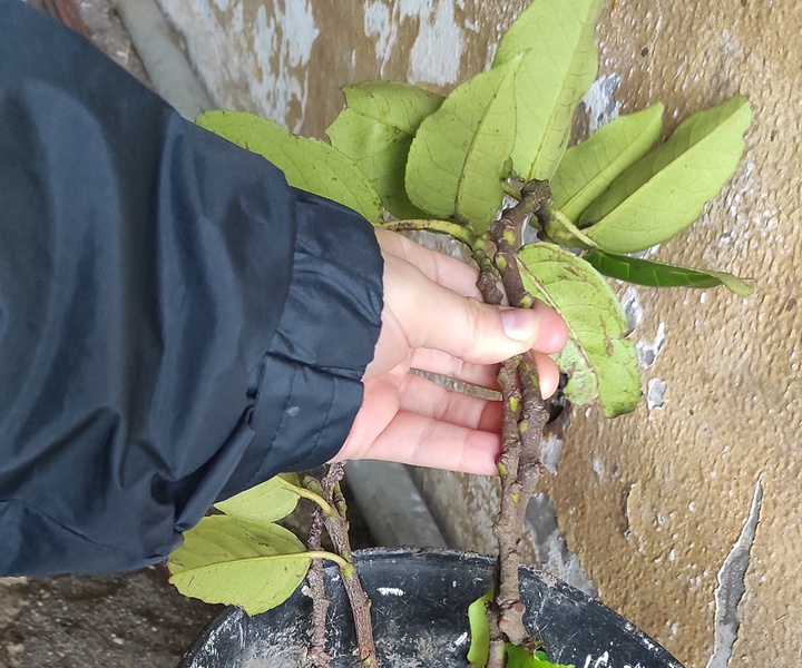 LIFE IP AZORES NATURA |