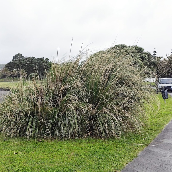 Município de Ponta Delgada dá exemplo no combate à erva-das-pampas