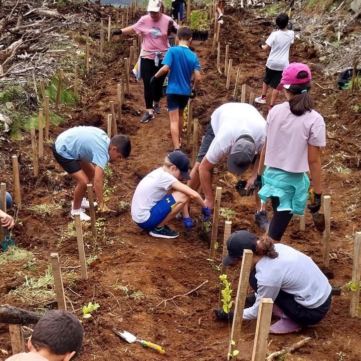 Eucalyptus grove in Furnas do Enxofre gives way to a forest of endemic species with the help of volunteers