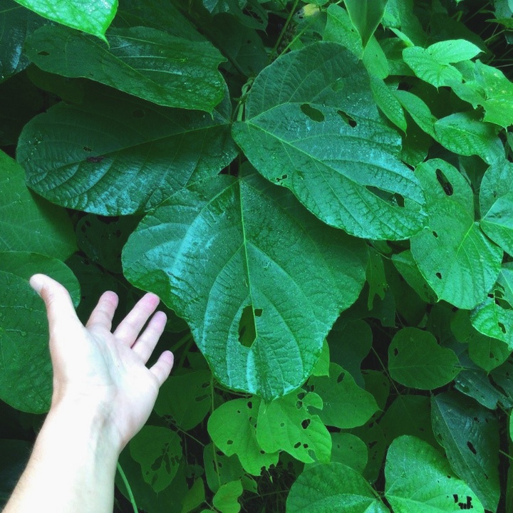 A new invasive flora species was found in the Azores