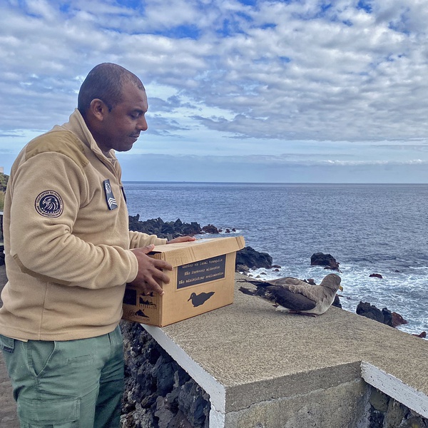 Cory's shearwater recovered and returned to nature