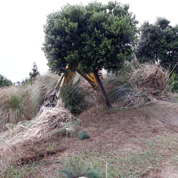 LIFE IP AZORES NATURA destaca boas práticas do Município de Ponta Delgada no controlo da Cortaderia selloana