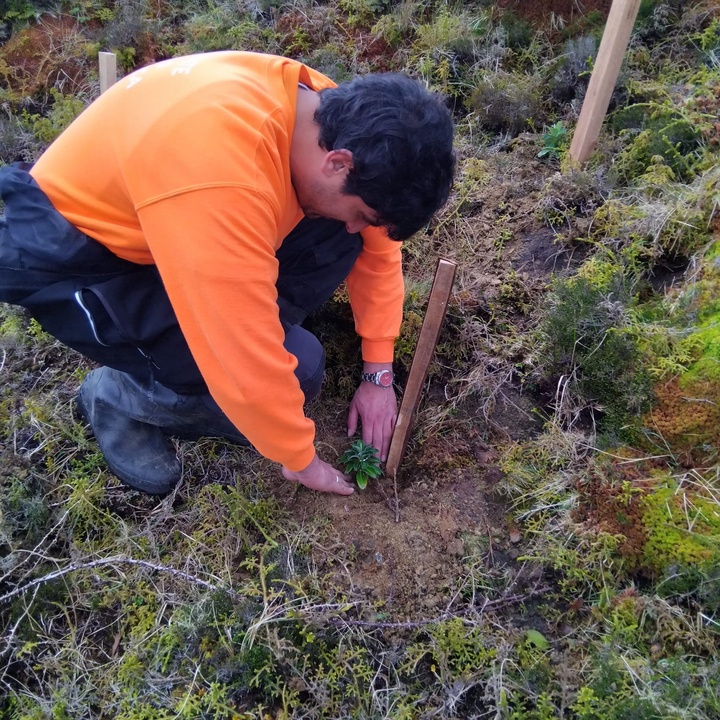Reforço populacional de Euphorbia stygiana na ilha de São Miguel