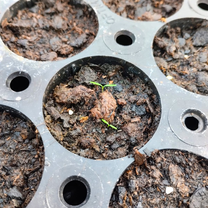 Propagação de sementes no Jardim Botânico do Faial