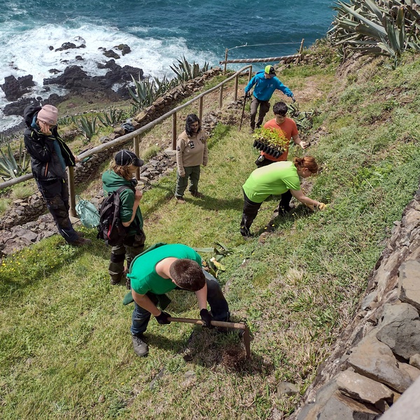 LIFE IP AZORES NATURA realiza a plantação de pé-de-pomba-carnudo na Ponta do Castelo, Santa Maria