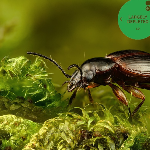 Todas as espécies do LIFE BEETLES estão agora na Lista Verde da IUCN