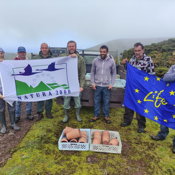 LIFE IP AZORES NATURA reinforces populations of Lactuca watsoniana on Pico Island