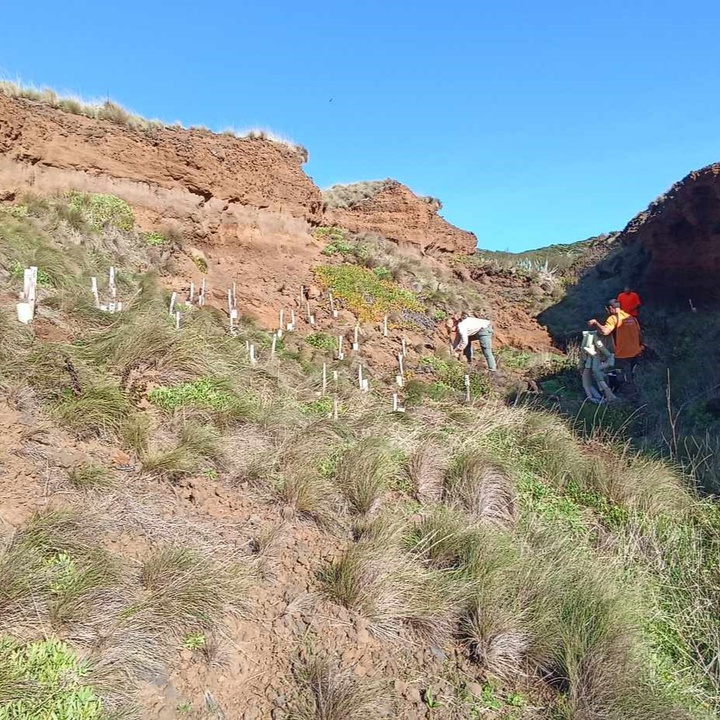 Plantação de Azorina vidalii na Graciosa