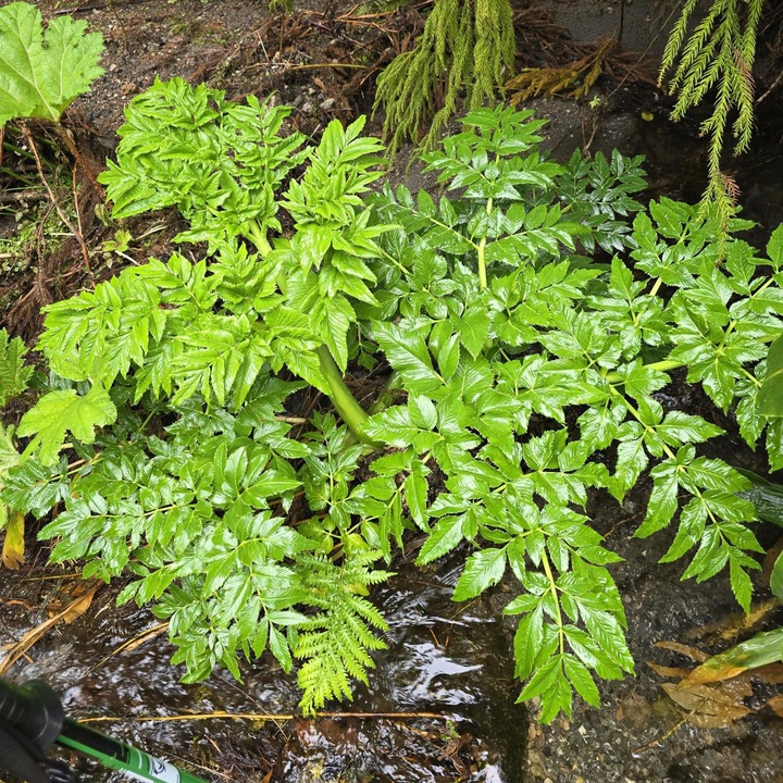 New population of Angelica lignescens discovered on the island of São Miguel