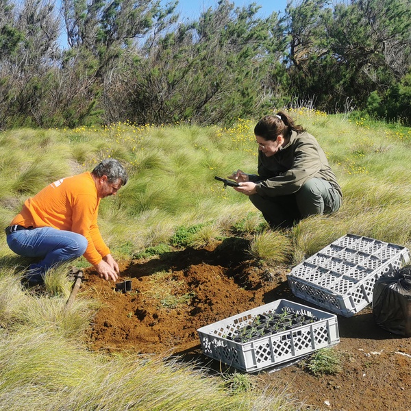 LIFE IP AZORES NATURA continues monitoring of seabirds and carries out the first plantings on the Praia Islet, Graciosa