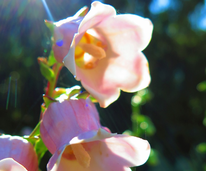 EuroBioBlitz 2021 Challenge: can you identify flora species?