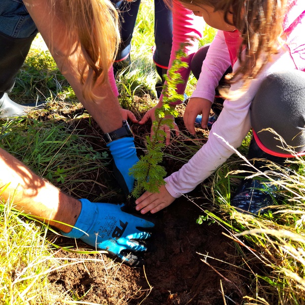 We planted 240 trees, here and there!