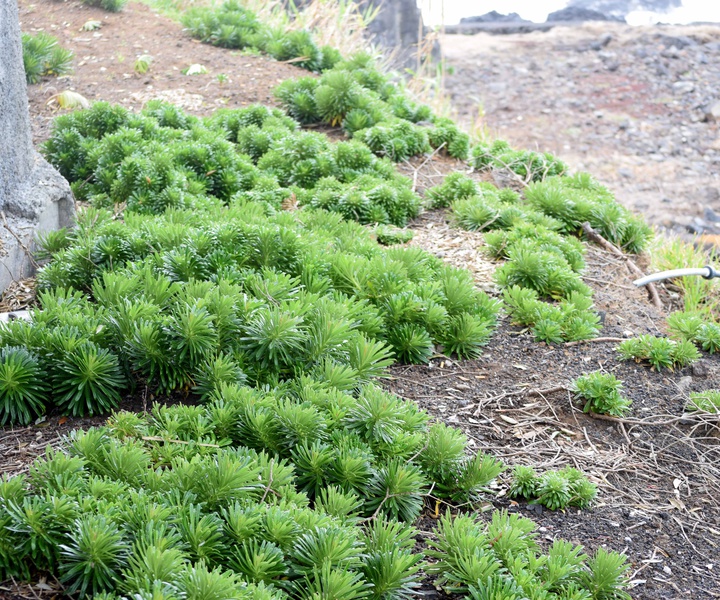 LIFE VIDALIA | LIFE VIDALIA on Pico