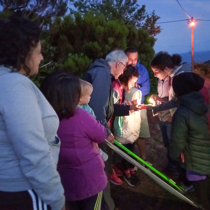 Night Butterfly Observation Activity on Flowers