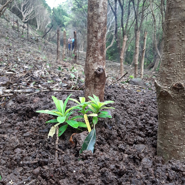 LIFE IP AZORES NATURA | Reinforcement planting of 𝙀𝙪𝙥𝙝𝙤𝙧𝙗𝙞𝙖 𝙎𝙩𝙮𝙜𝙞𝙖𝙣𝙖 subsp. 𝙨𝙖𝙣𝙩𝙖𝙢𝙖𝙧𝙞𝙖𝙚