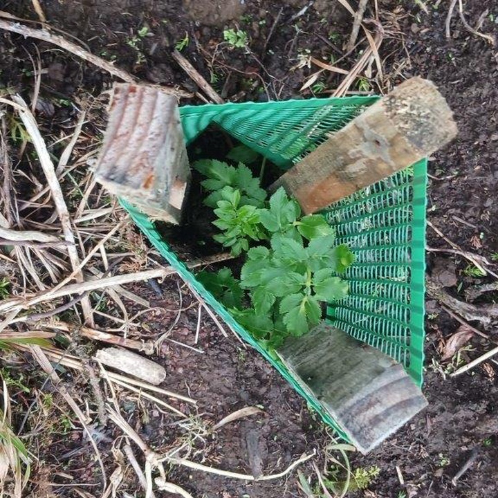 Monitorização das plantações na Caldeira Branca