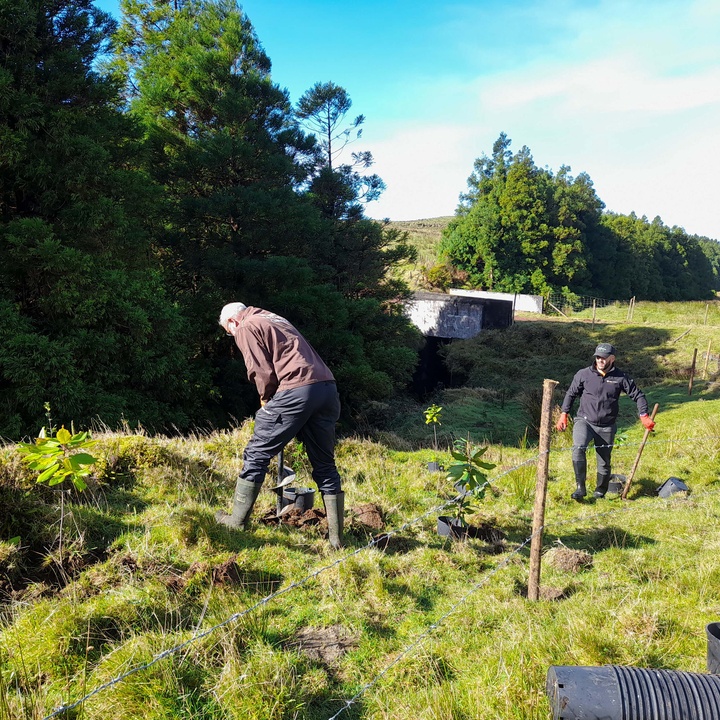 LIFE IP AZORES NATURA avança com os trabalhos de conservação no Faial