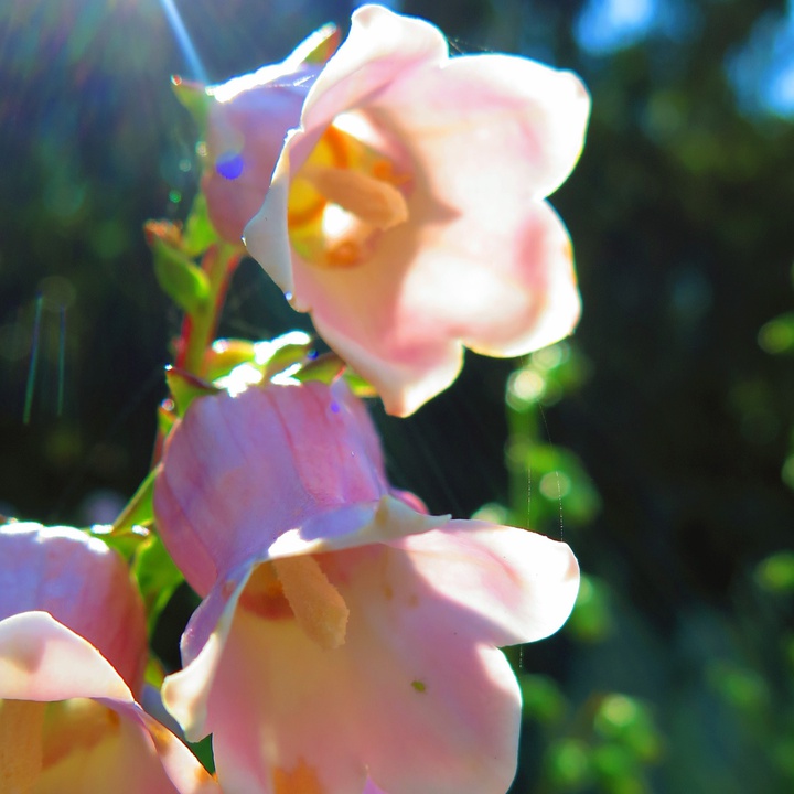 EuroBioBlitz 2021 Challenge: can you identify flora species?