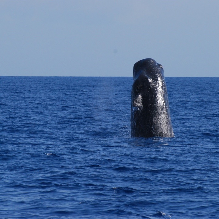 Monitorização da biodiversidade marinha dos Açores