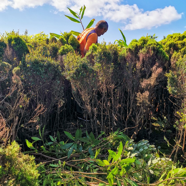 Conservation work at Ponta Branca