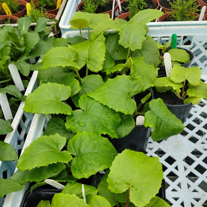 Produção de plantas no Jardim Botânico do Faial: um pilar para a conservação de espécies raras e protegidas