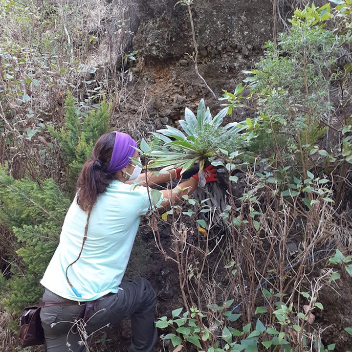 LIFE IP AZORES NATURA |  Notícias dos trabalhos da Reserva da Biosfera de La Palma