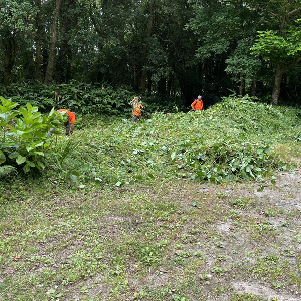 LIFE IP AZORES NATURA reinforces control measures against the invasive species Pueraria lobata (kudzu) on São Miguel