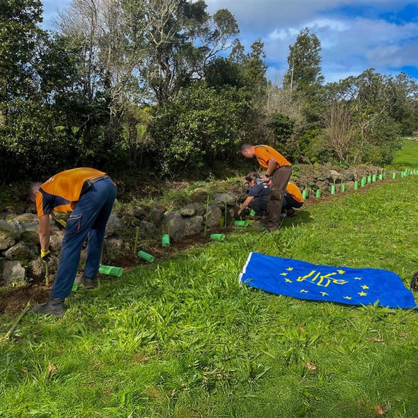 LIFE IP CLIMAZ realiza plantação de espécies endémicas, na Ribeira Seca, ilha de São Jorge
