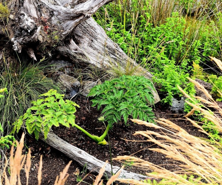The Regional Secretariat for the Environment and Climate Change has taken another big step towards the conservation of the endemic flora of the Azores!