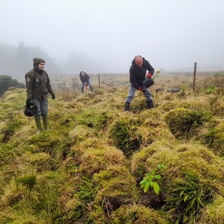 Plantação de endémicas no Faial reforça conservação de habitats