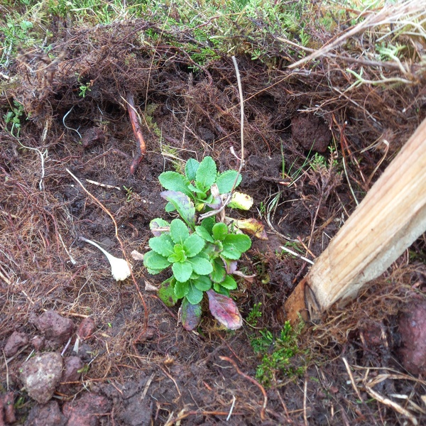 Reforço de plantas endémicas na ilha de São Miguel