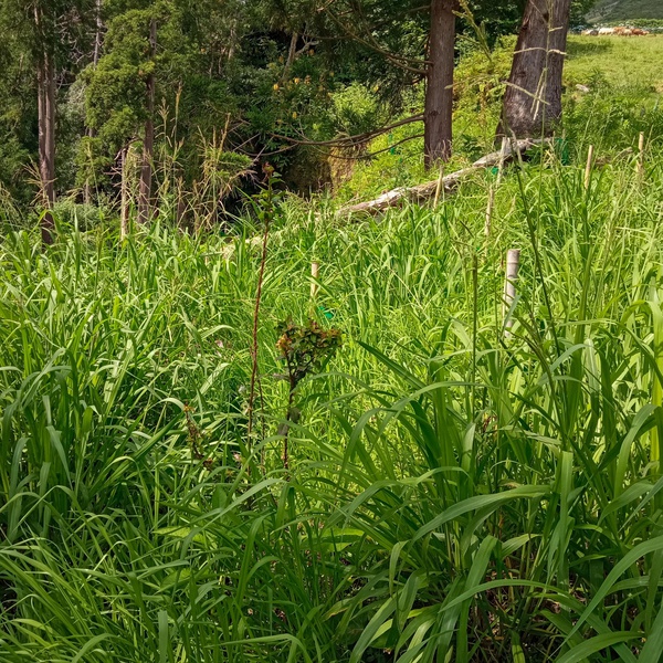 Trabalhos de manutenção nas áreas de plantação da ilha das Flores