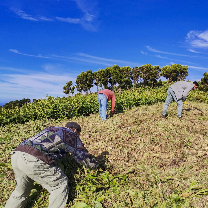 Tests to evaluate the effectiveness of the eradication of invasive flora species on Graciosa