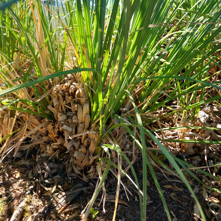 São Roque do Pico Town Council combats invasive species