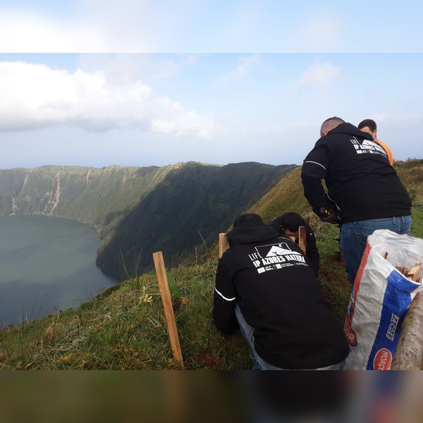 Planting of native species in the Sete Cidades Lake