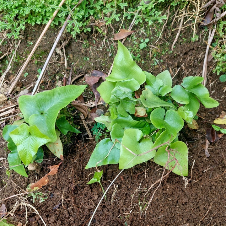 Establishment of a population of the fern Asplenium hemionitis at the Faial Botanic Garden