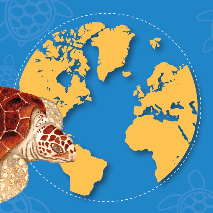 Tartarugas marinhas: de onde vêm e para onde vão?