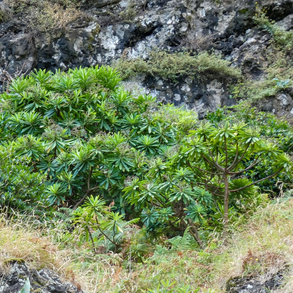 Identification of a new population of Euphorbia santamariae