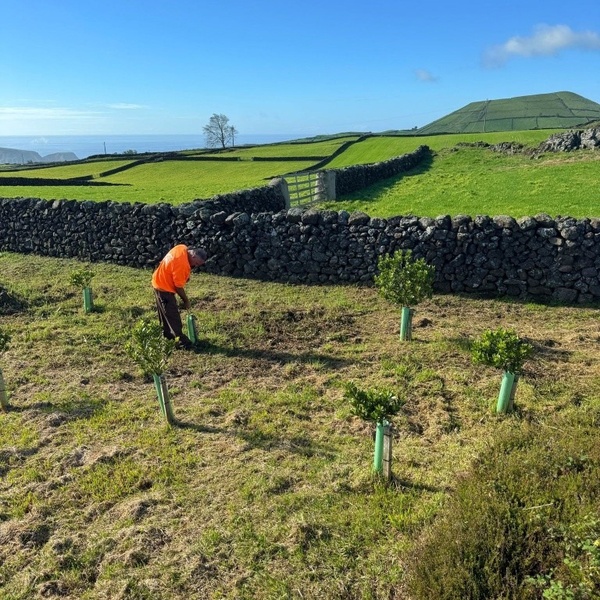 LIFE IP CLIMAZ: Monitoring of species planted in Ribeira do Testo
