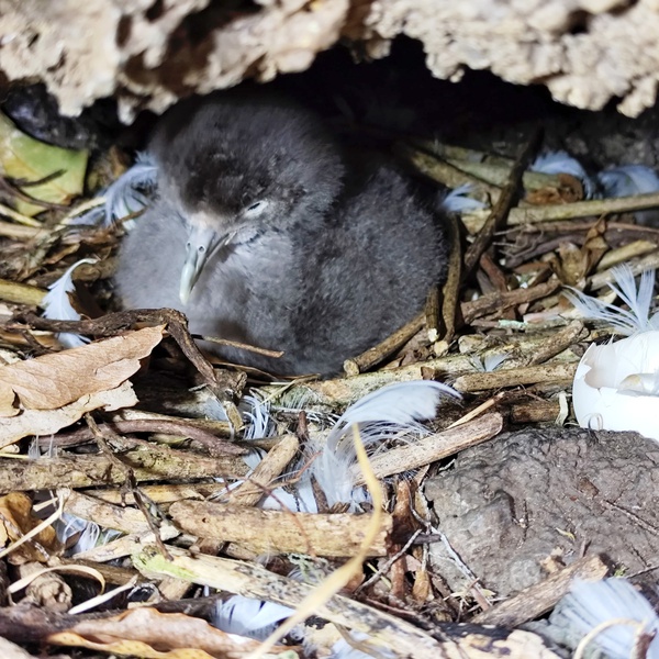 Monitoring of Cory’s Shearwaters on the island of Pico