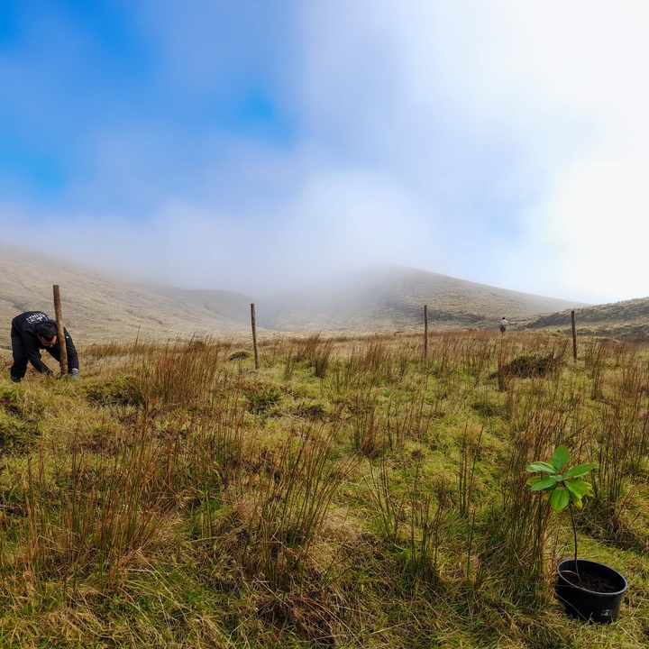 Avançam os trabalhos de conservação no Faial no âmbito do LIFE IP AZORES NATURA
