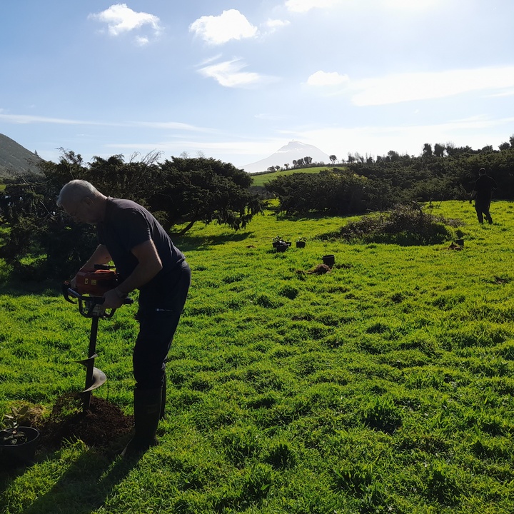 New plantings and conservation work on the island of Faial