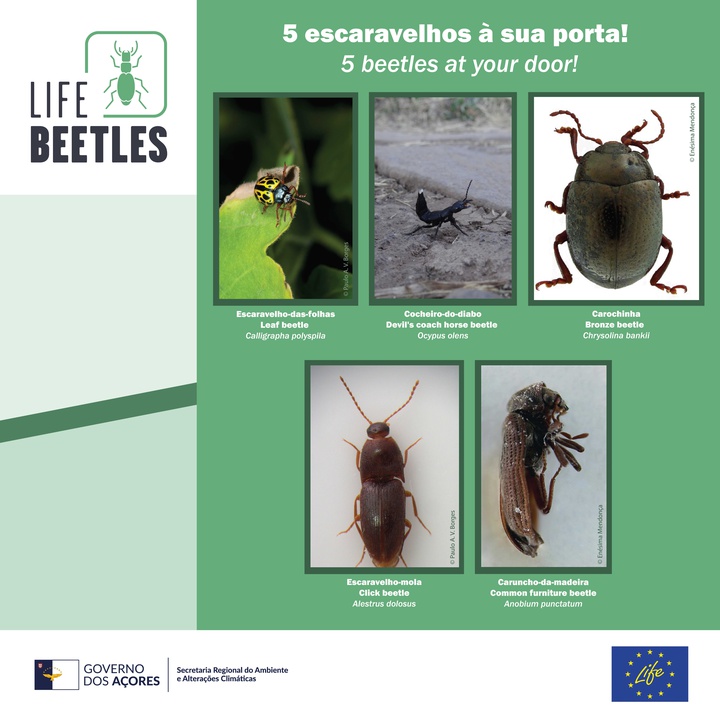 5 beetles at your door!