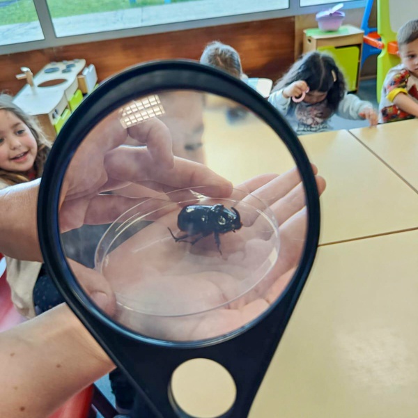 LIFE BEETLES assinala Dia Mundial da Abelha com público pré-escolar