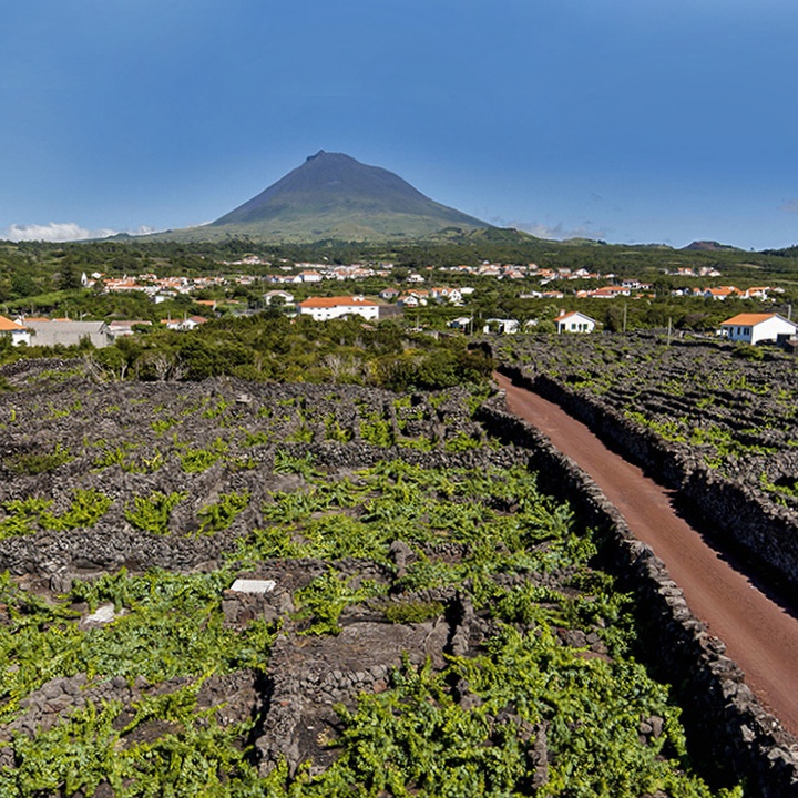 Understanding the Landscape of the Pico Island Vineyard Culture