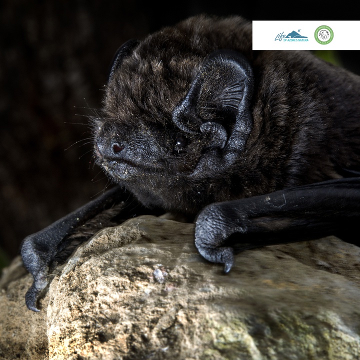 Vem conhecer o morcego dos Açores