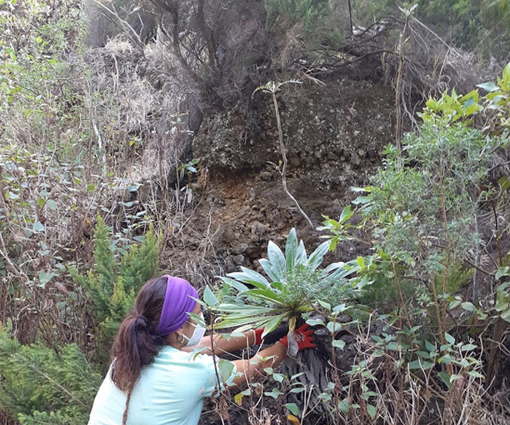 LIFE IP AZORES NATURA | News about field work of Biosfere Reserve of La Palma