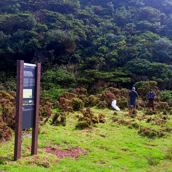 Trabalhos de controlo de espécies de flora invasora em áreas pristinas da ilha Terceira