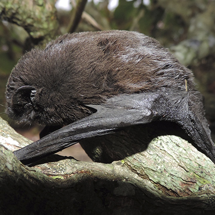 Morcego dos Açores 1